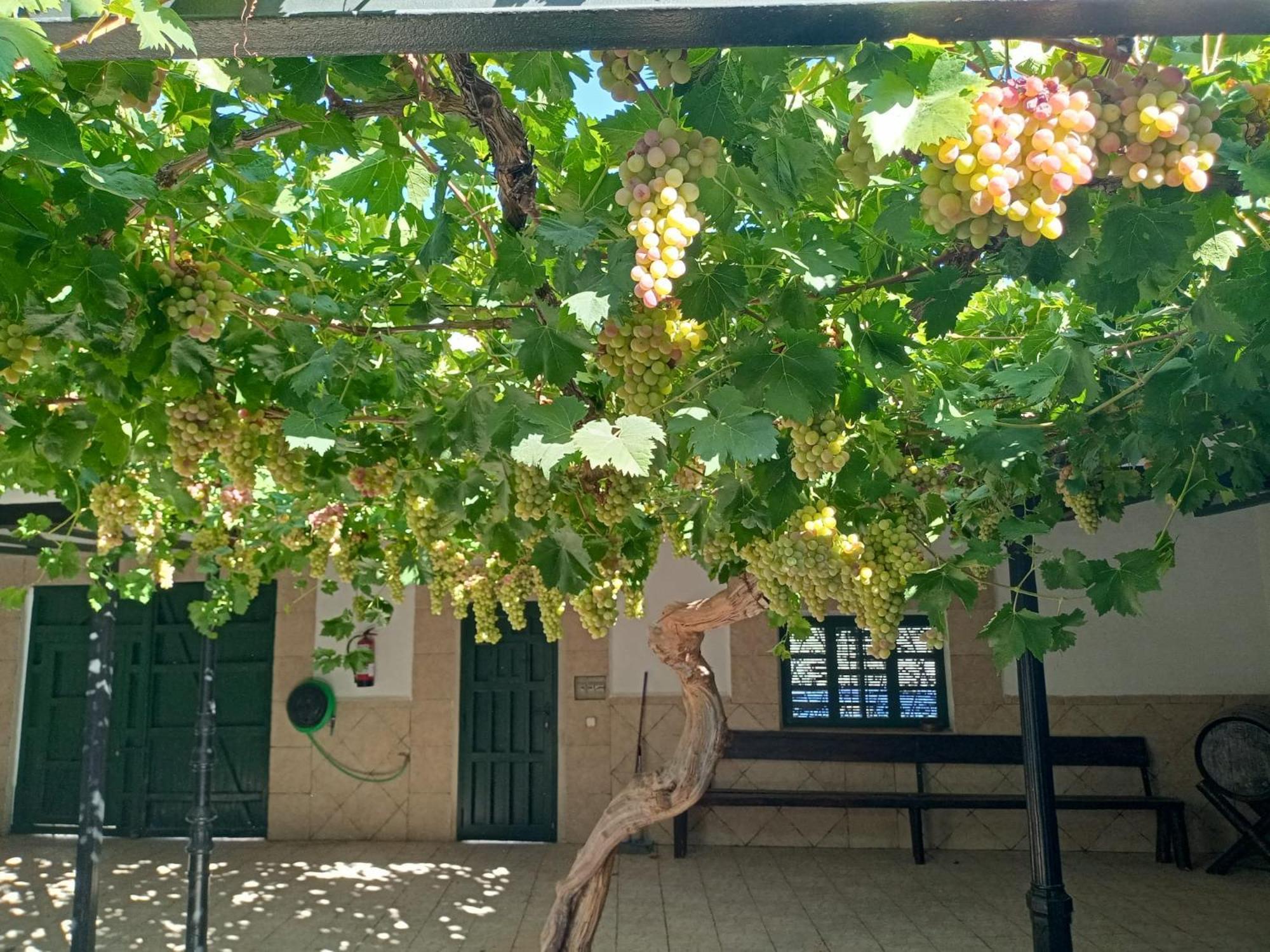 Casa Rural La Del Alba Seria Argamasilla De Alba Bagian luar foto